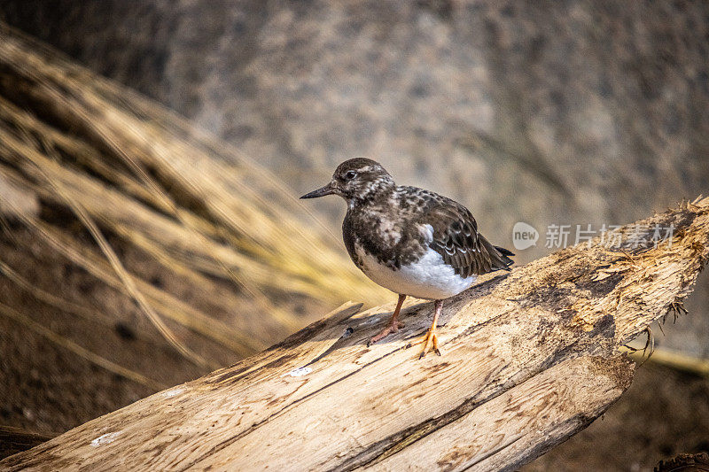 带项链的转盘，(Arenaria interpres)，冬天羽毛的Ruddy Turnstone。